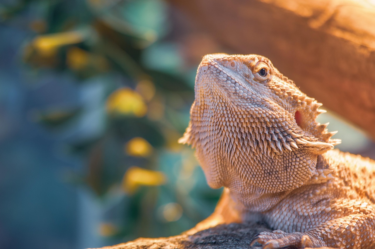 bearded dragon, huisdier, hagedis, draak, reptiel, dieren in het wild, terrarium, bebaarde, exotisch, reptielen, hagedissen