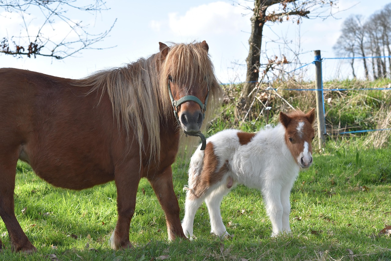 shetland pony, pony shetland glamour, tenderness, affection, baby foal, shetland pony jarod, foal, prairie, nature, mom and her little, foal jarod