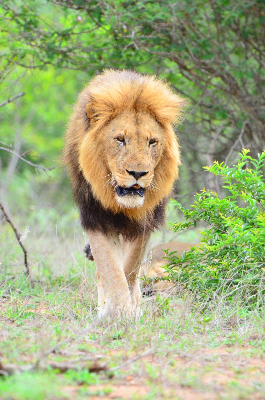 άγρια ζωή, λιοντάρι, φύση, kruger national park, αφρική, καταπράσινο πάρκο