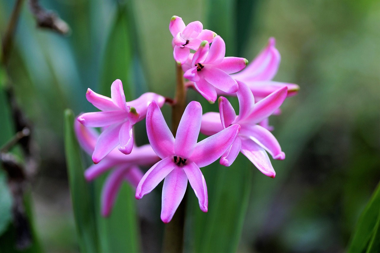 hyacinth, spring, bloom, flowering, gardens, nature, pink, scented, scent, intense