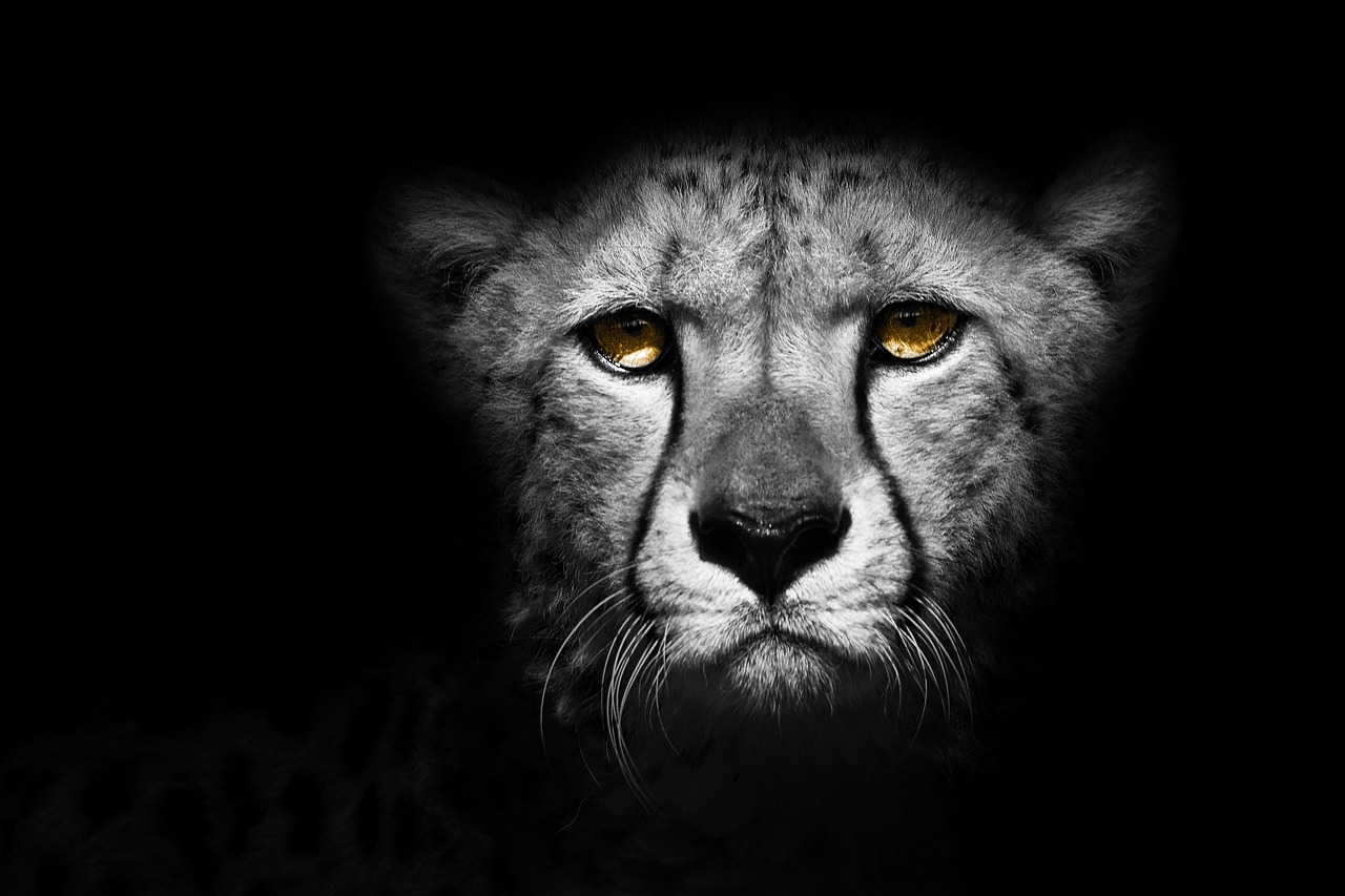 zwierzę, gepard, egzotyczny, dziki, projekt, natura, lampart, dzikiej przyrody, zwierzę domowe, safari, afryka, futro, sztuka, kot, dżungla, dekoracja, dekoracje, afrykanin, czarny, kamuflaż, miejsce, naturalny, modny, ogród zoologiczny, czarny kot, czarny zwierzęta, czarna magia, czarny design, czarny naturalny