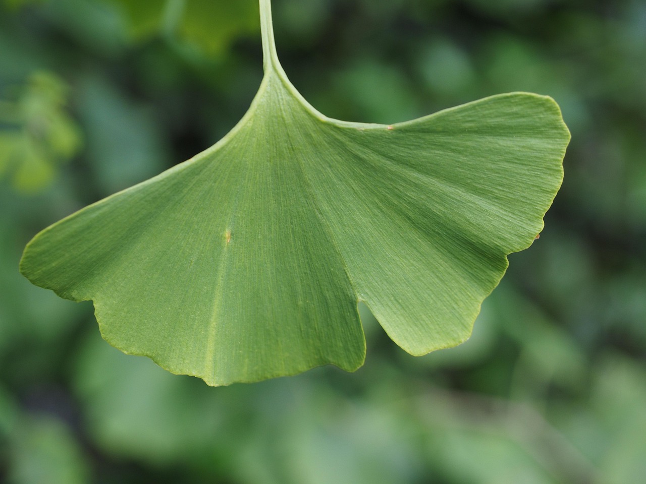 blatt, natur, ginko, ginkoblatt, grün
