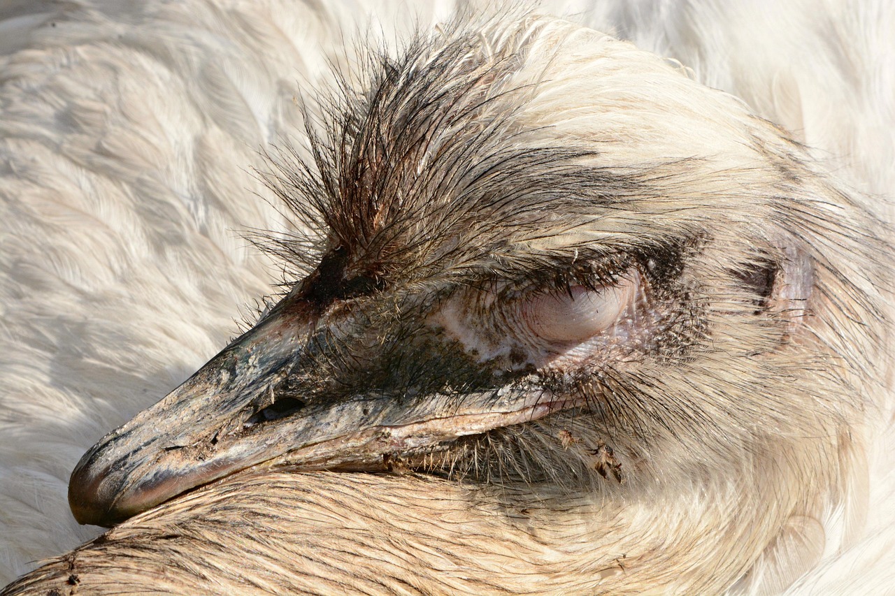 greater rhea, flightless bird, animal, south america, beak, nature, head, eye, feather, plumage, brown eye