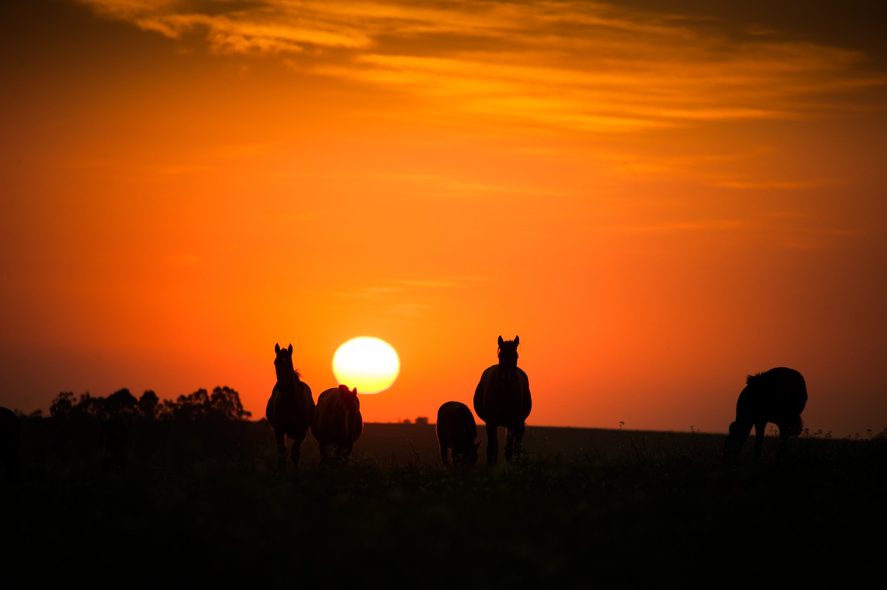 pferd, natur, pingo, kreolisch, rodeo, tier