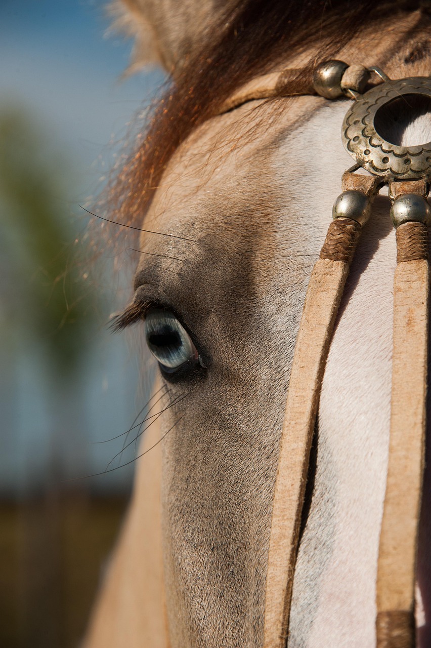 pferd, pingo, kreolisch, rodeo, bauernhof, ländliche, natur, wild