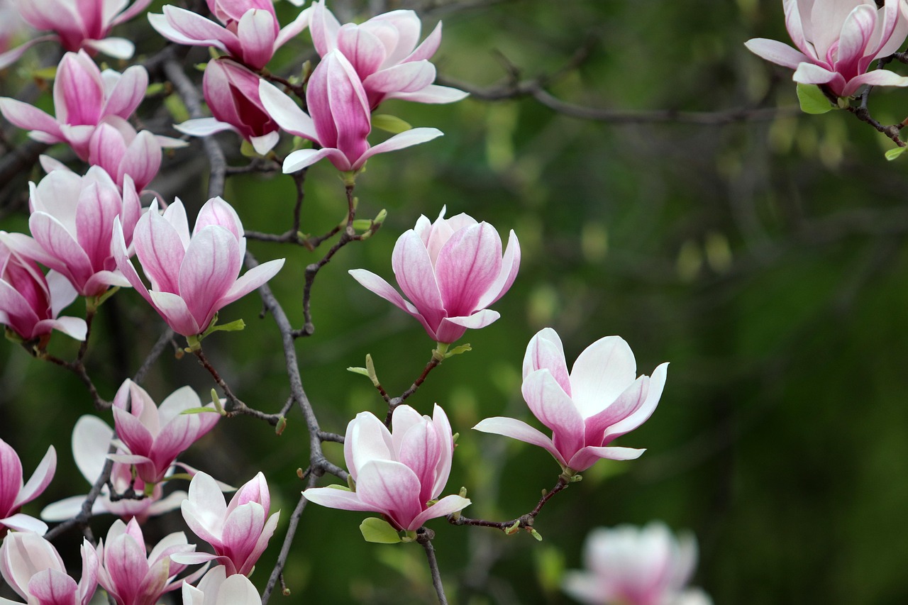 flori, tapet cu flori, primăvară, flori fundal, magnolie, botanică, flori frumoase, bloom, a inflori, natura, plante, înflorire, petale