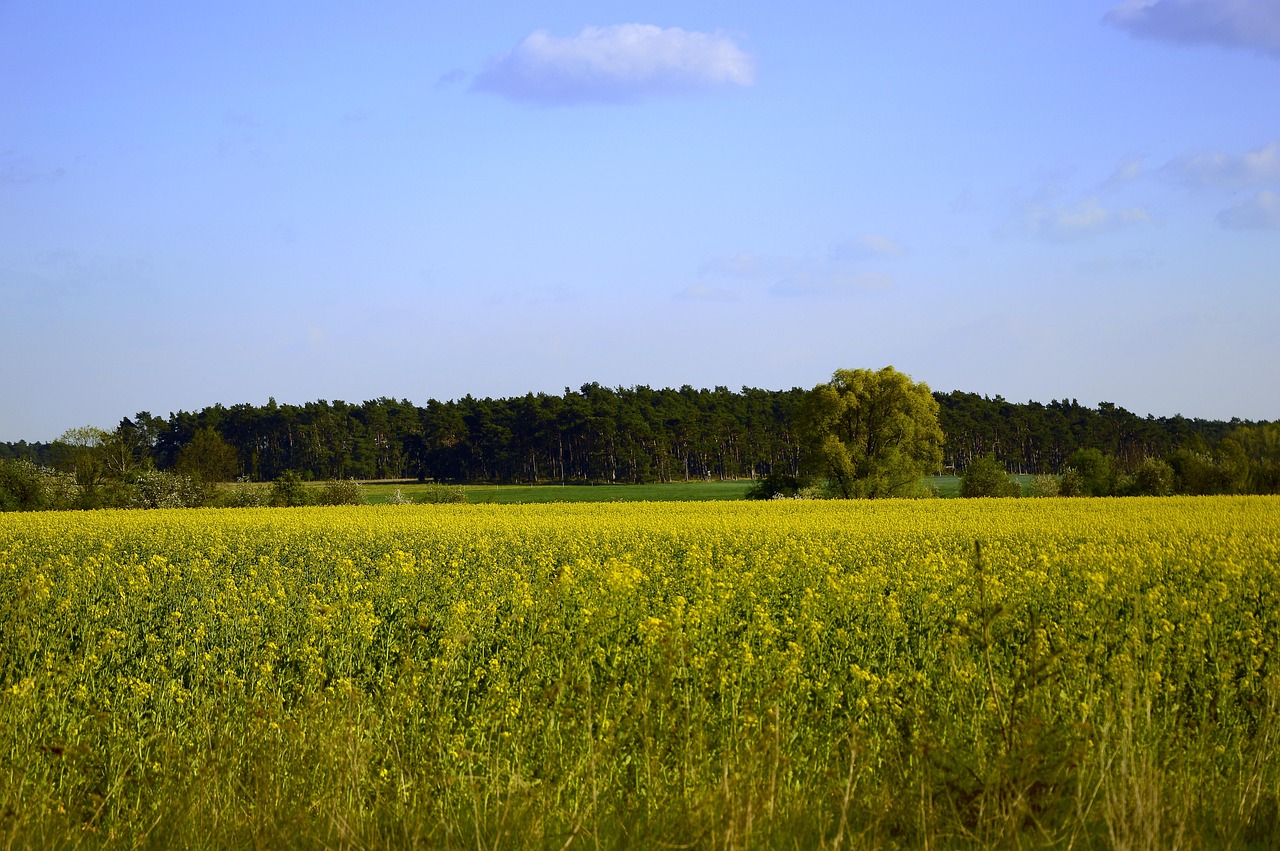 oilseed rape, field of rapeseeds, rape blossom, flowering yellow, tree, landscape, nature, field, agriculture, ecology, spring, nature, nature, field, ecology, ecology, ecology, ecology, ecology