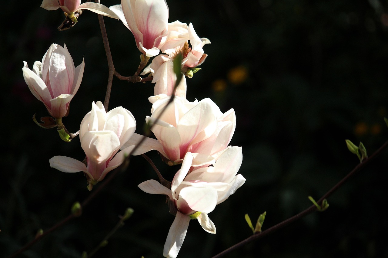 tulpenbaum, blüte, frühling, rosa, blühen, magnoliengewächs, magnolie, tulpenbaum-blume, natur