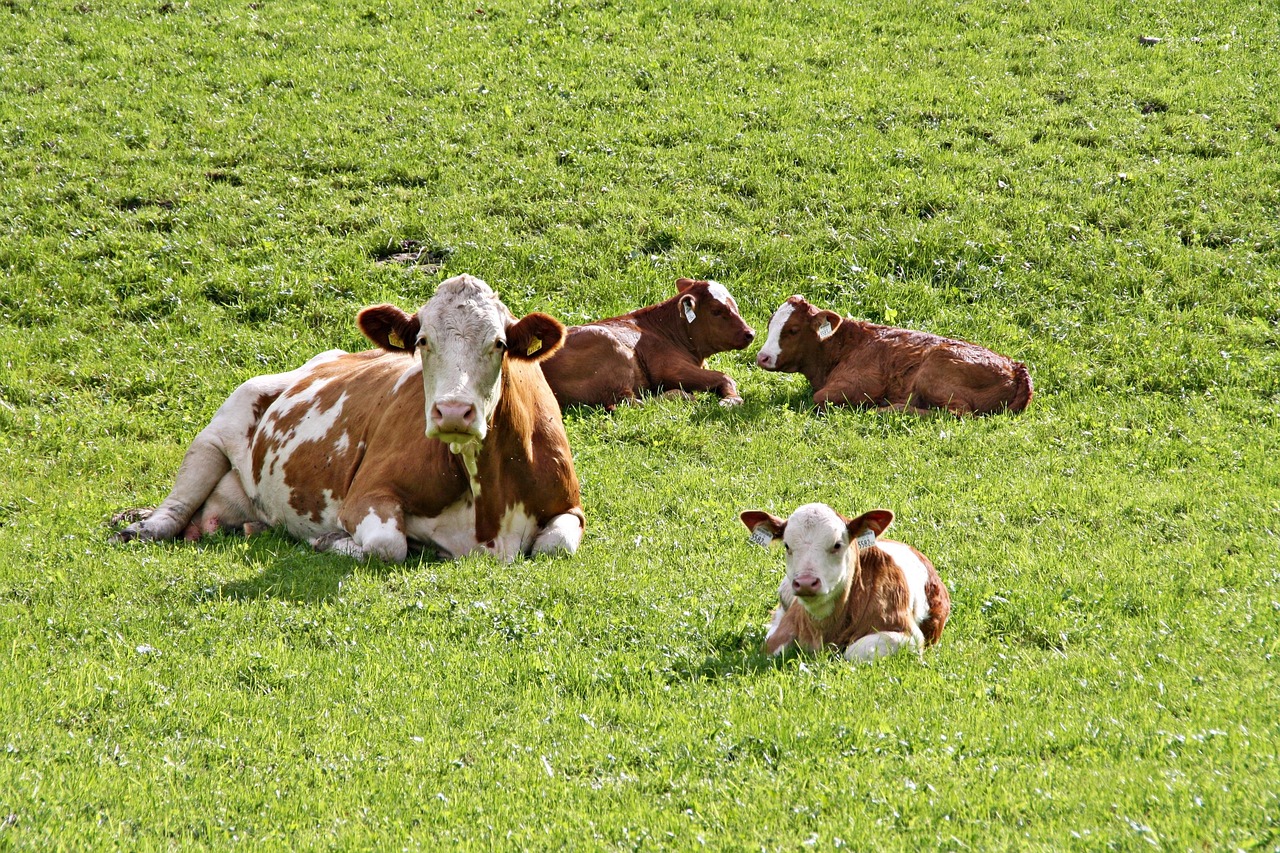 vaci, viței, agricultură, animal, păşune, bovine, vițel, vită, pui, iarbă, natură, animal de ferma, drăguţ, luncă, rumegătoare, lapte, carne de vită, rural, mamifer, tirol, alm