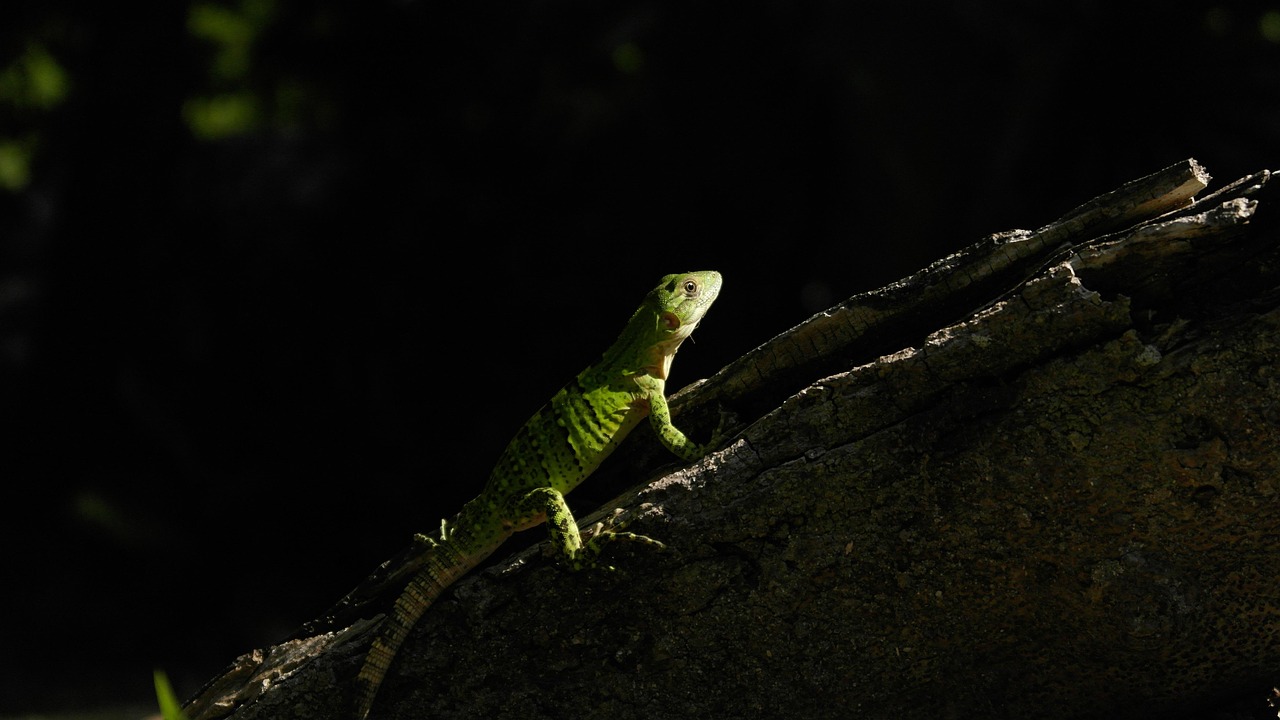 animal, iguane, reptile, dragon, lézard, exotique, créature, nature, faune, vert, tropical, zoo, sauvage, safari, dragon noir