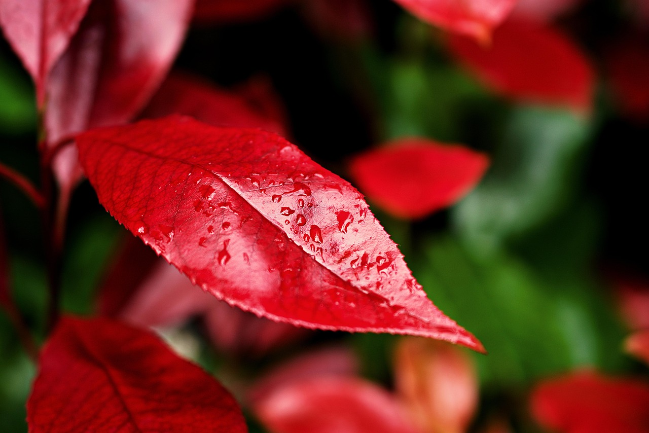leaves, raindrops, nature, growth, springtime, outdoors, water, red, plant, raindrops, raindrops, growth, growth, growth, growth, growth, springtime, springtime, springtime, springtime, red, red, red
