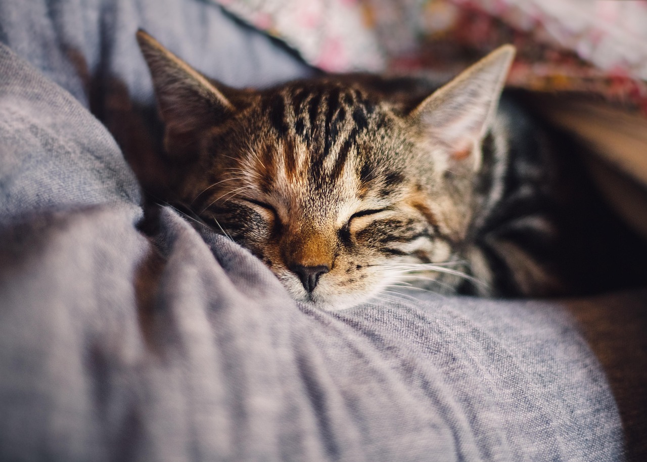 gato, bicho de estimação, felino, animal, natureza, pelagem, dorme, kitty, doméstico, relaxar, gato doméstico, gato retrato, mundo animal, animais domésticos