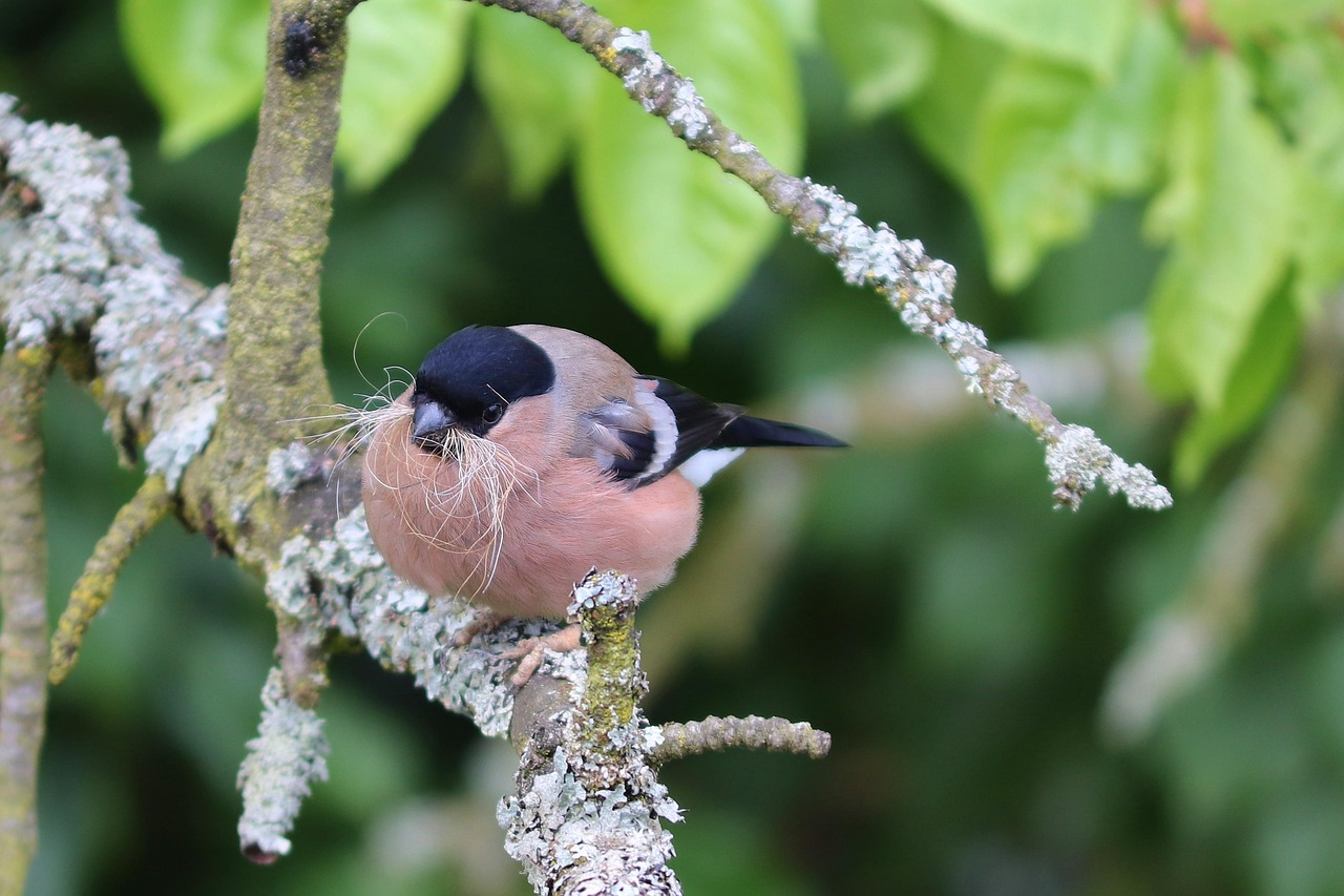 dompfaff, gimpel, pyrrhula pyrrhula, weibchen, nestbau, schnabel, sammeln, bauen, nest, baumaterial, singvogel, sitzend, zweig, nahaufnahme, natur, ast