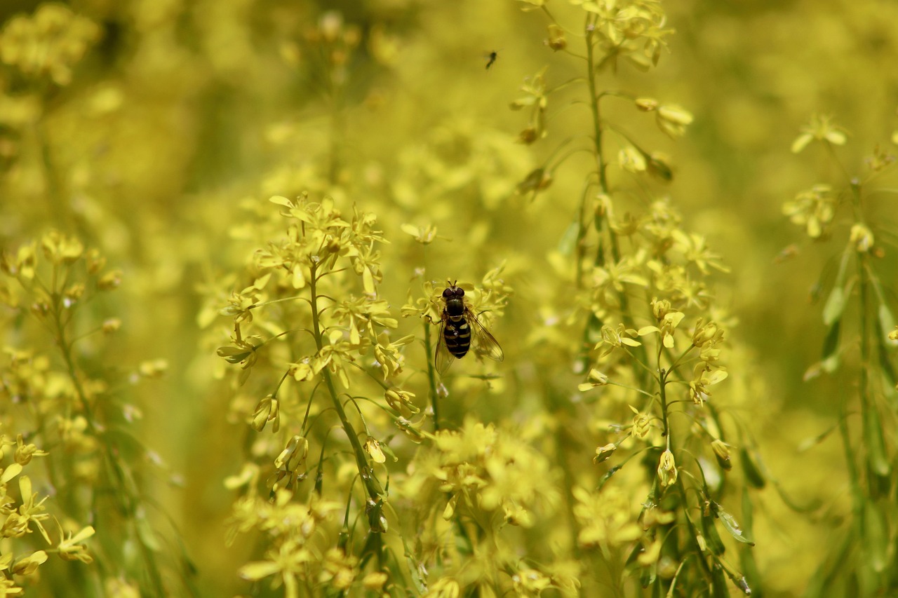 dyer's woad, blossoms, bloom, yellow, insect, hover fly, petals, flora, plant, nature, garden, dyer's woad, dyer's woad, dyer's woad, dyer's woad, dyer's woad