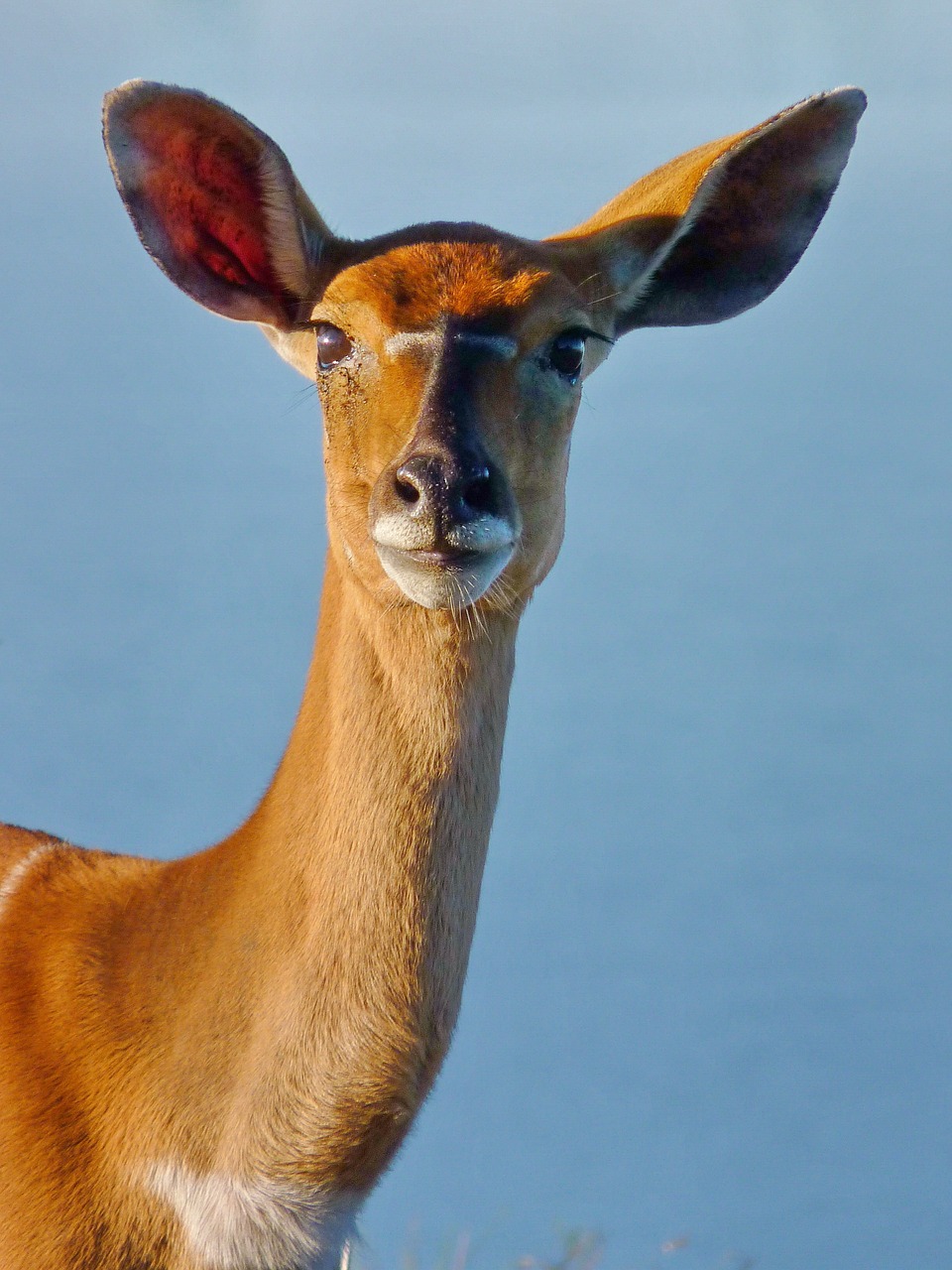 cervo, animal, mamífero, natureza, animais selvagens, animal selvagem, fotografia da vida selvagem, selvagem