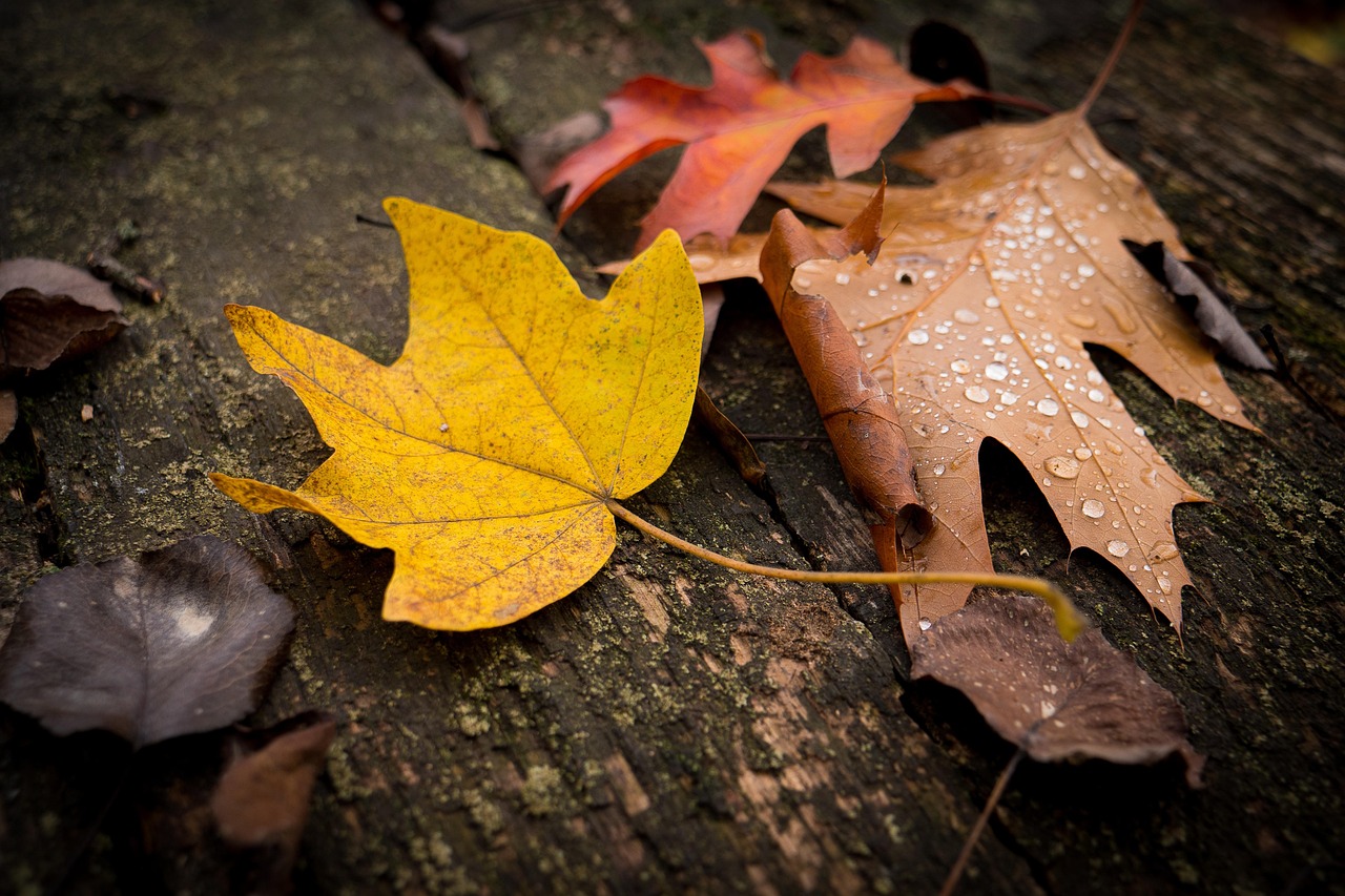 leaves, fall, autumn, nature, tree, colorful, forest, leaf, mood, bright, red, color, season, october, seasonal, brown, maple, branch, away, landscape