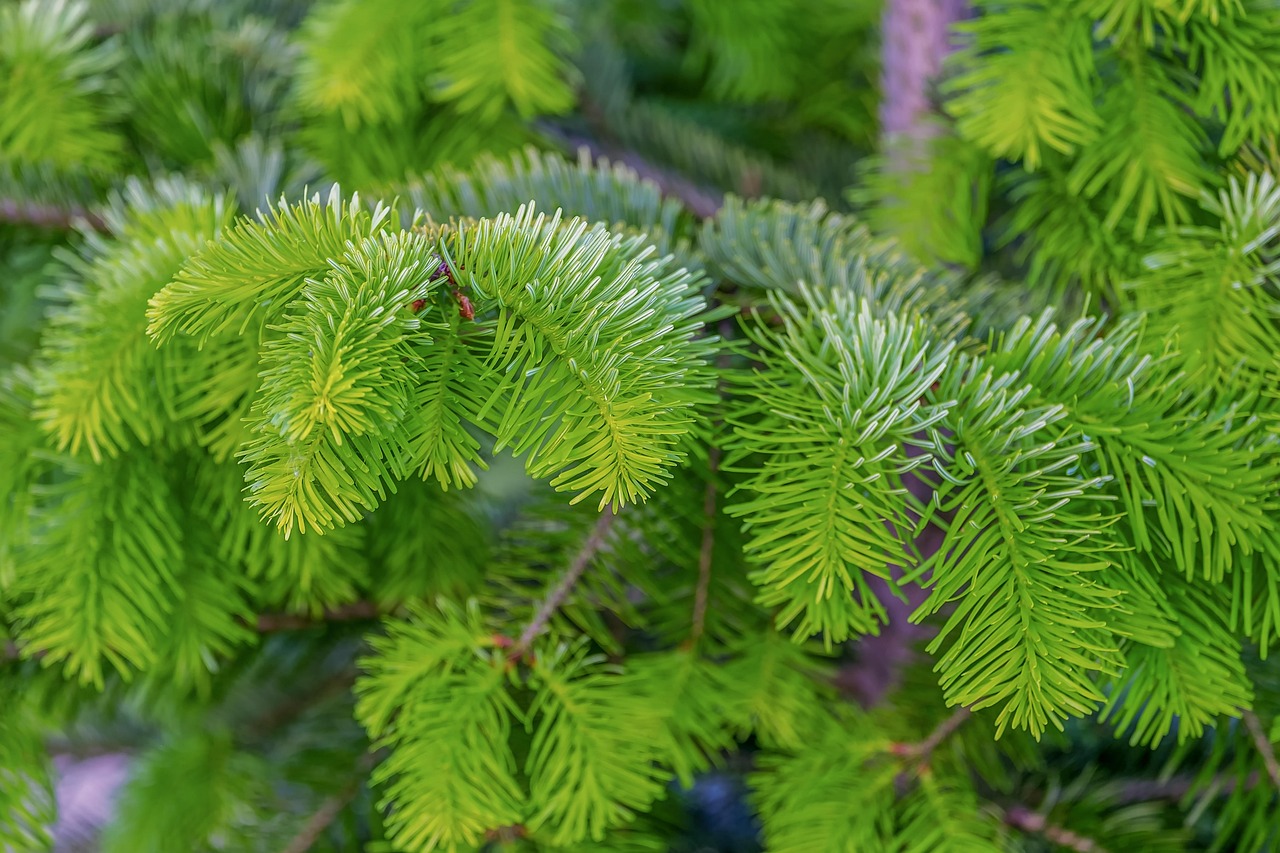 fir tree, fir branch, branch, needles, plant, tree, evergreen, conifer, pine family, needle branch, fir green, spring, nature, forest