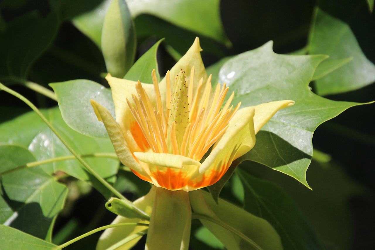 tulpenbaum, blüte, baum, frühling, natur, blühen, blütenblätter, pflanze, gelb, tulpenbaum, tulpenbaum, tulpenbaum, tulpenbaum, tulpenbaum