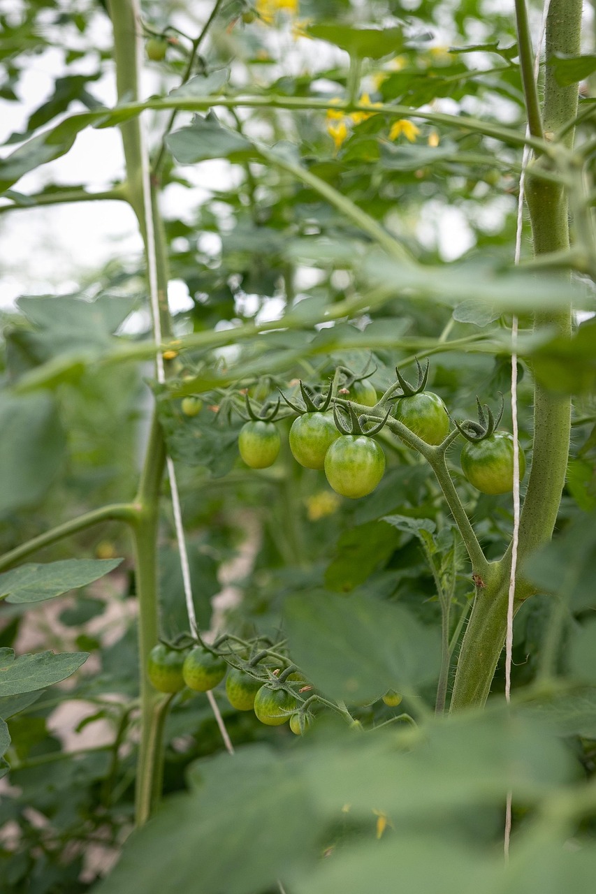 tomato, green, vegetable