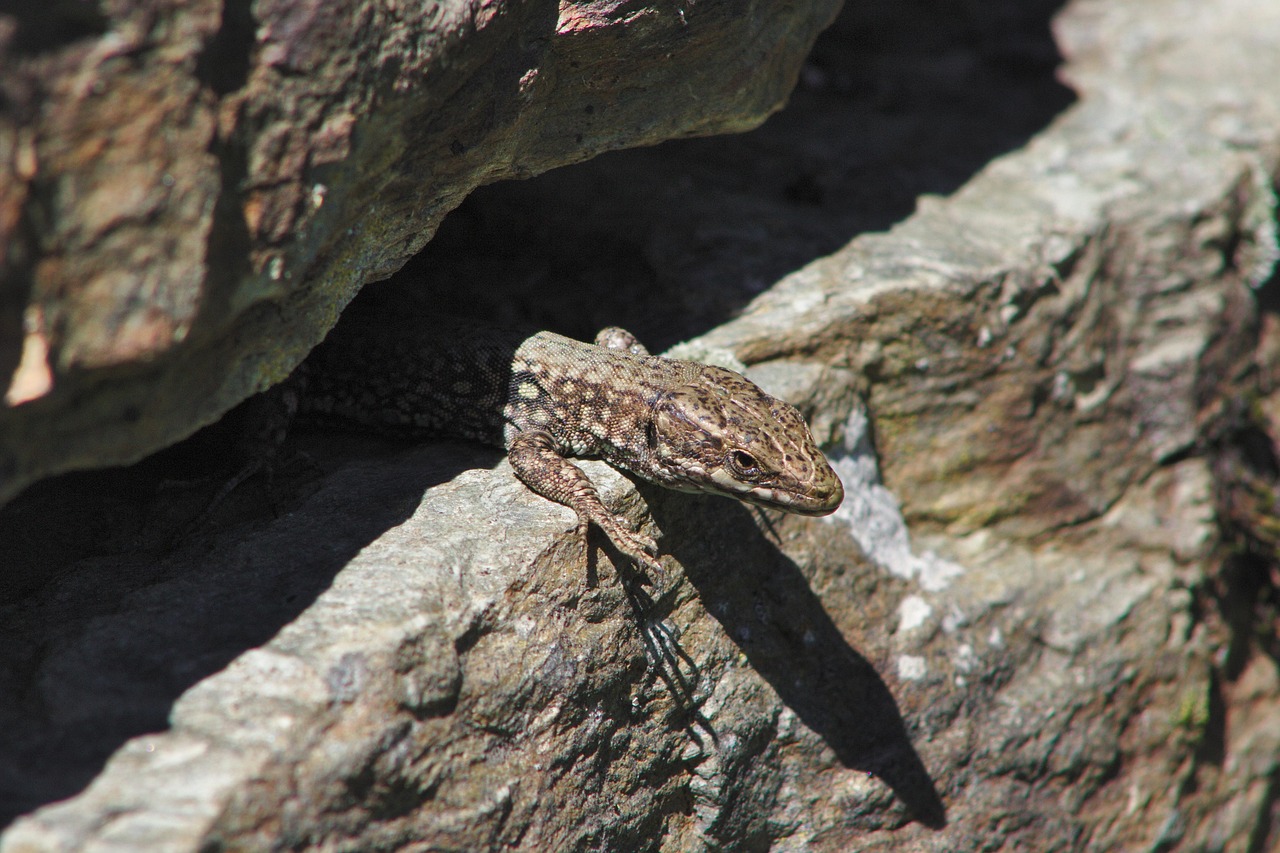 nature, landscape, wall, lizard, sun