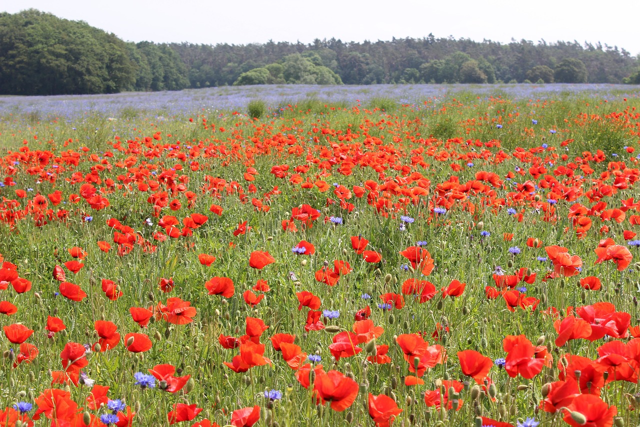mohnblumenfeld, mohnblumen, kornblumen, natur, rot, mohnfeld, mohnblumenfeld, mohnblumenfeld, mohnblumenfeld, mohnblumenfeld, mohnblumenfeld