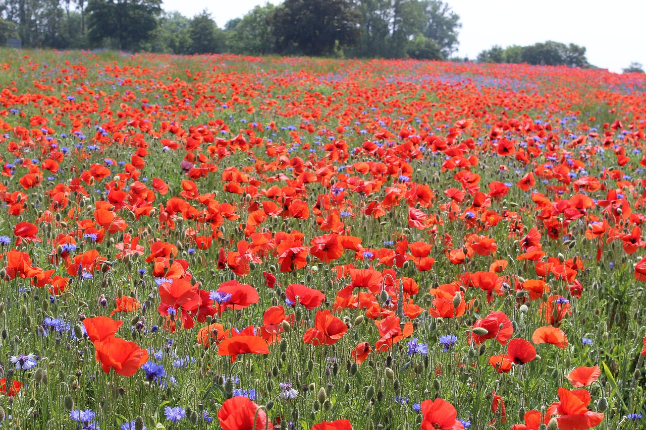 mohnblumenfeld, mohnblumen, kornblumen, natur, rot, mohnfeld, mohnblumenfeld, mohnblumenfeld, mohnblumenfeld, mohnblumenfeld, mohnblumenfeld, mohnfeld, mohnfeld