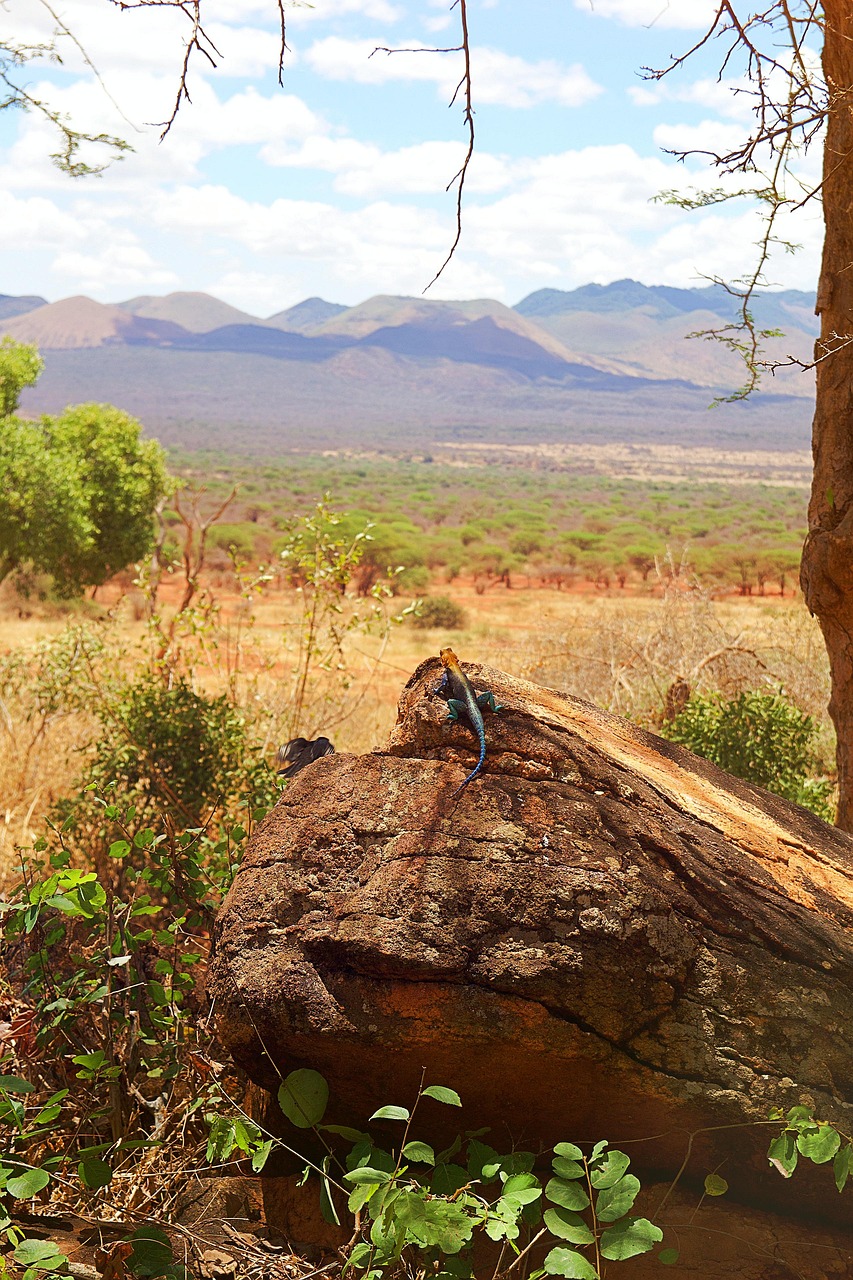 afrique, kenya, safari, la nature, faune, sauvage, région sauvage, paysage, parc national, tsavo, savane, gecko, multicolore, lézard, animal, reptile, perspectives, prévoyance, roche, insectivore, exotique