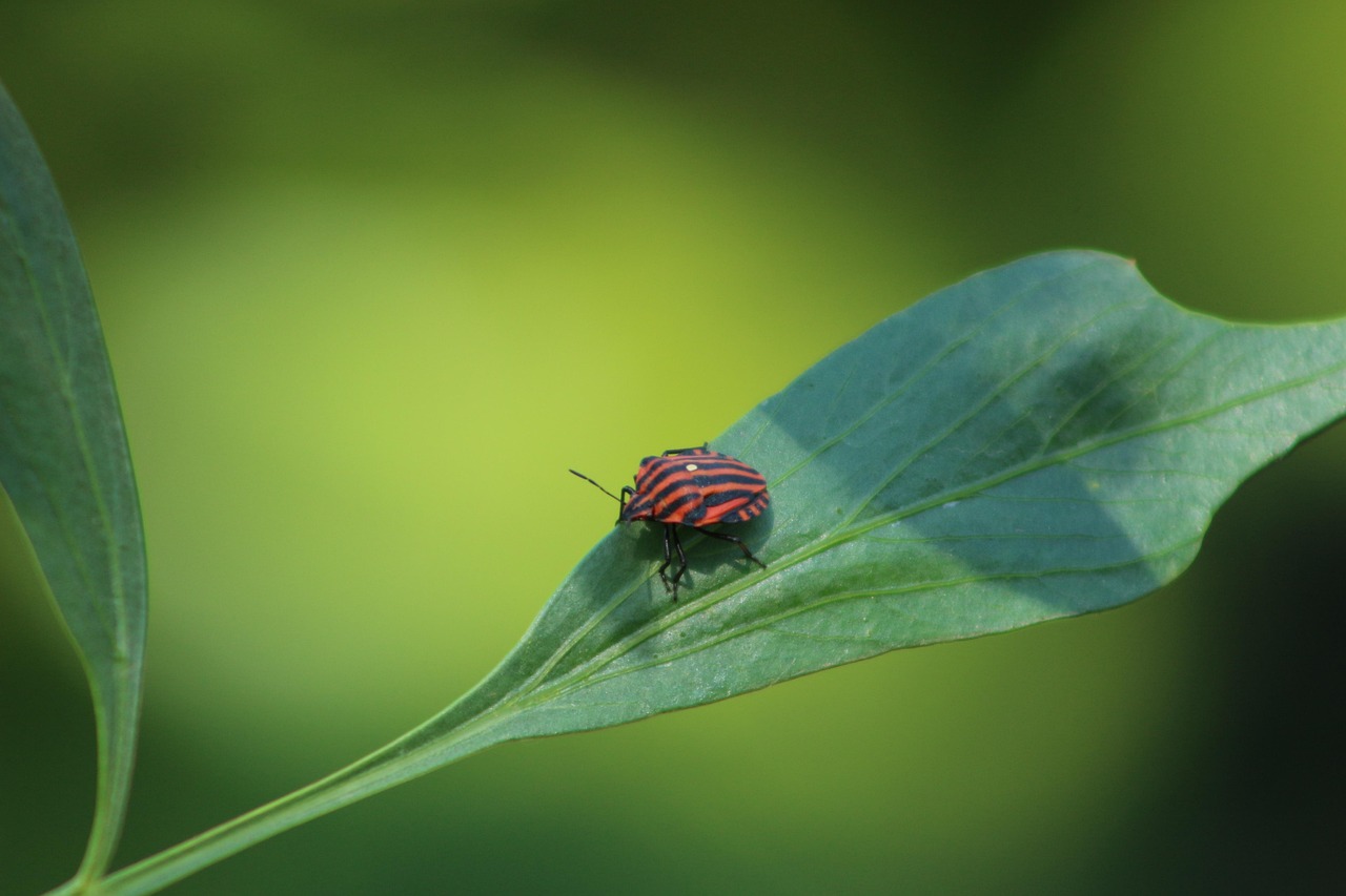 streifenwanze, wanze, käfer, insekt, gestreift, natur, insektenfoto, nahaufnahme, wanzen, insekten, tier, garten, wald, blatt, pflanze