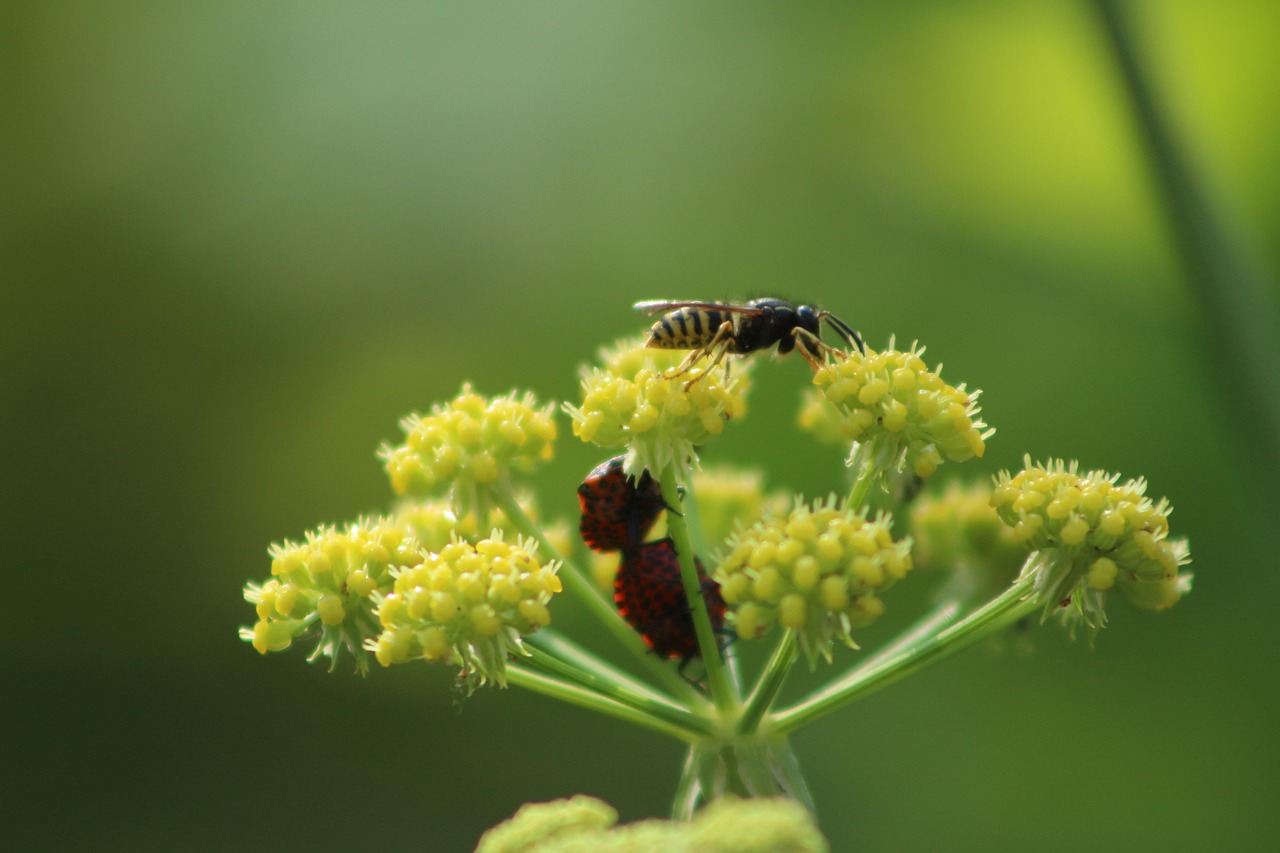 streifenwanze, wanze, käfer, insekt, gestreift, natur, insektenfoto, nahaufnahme, wanzen, insekten, tier, garten, wald, blatt, pflanze