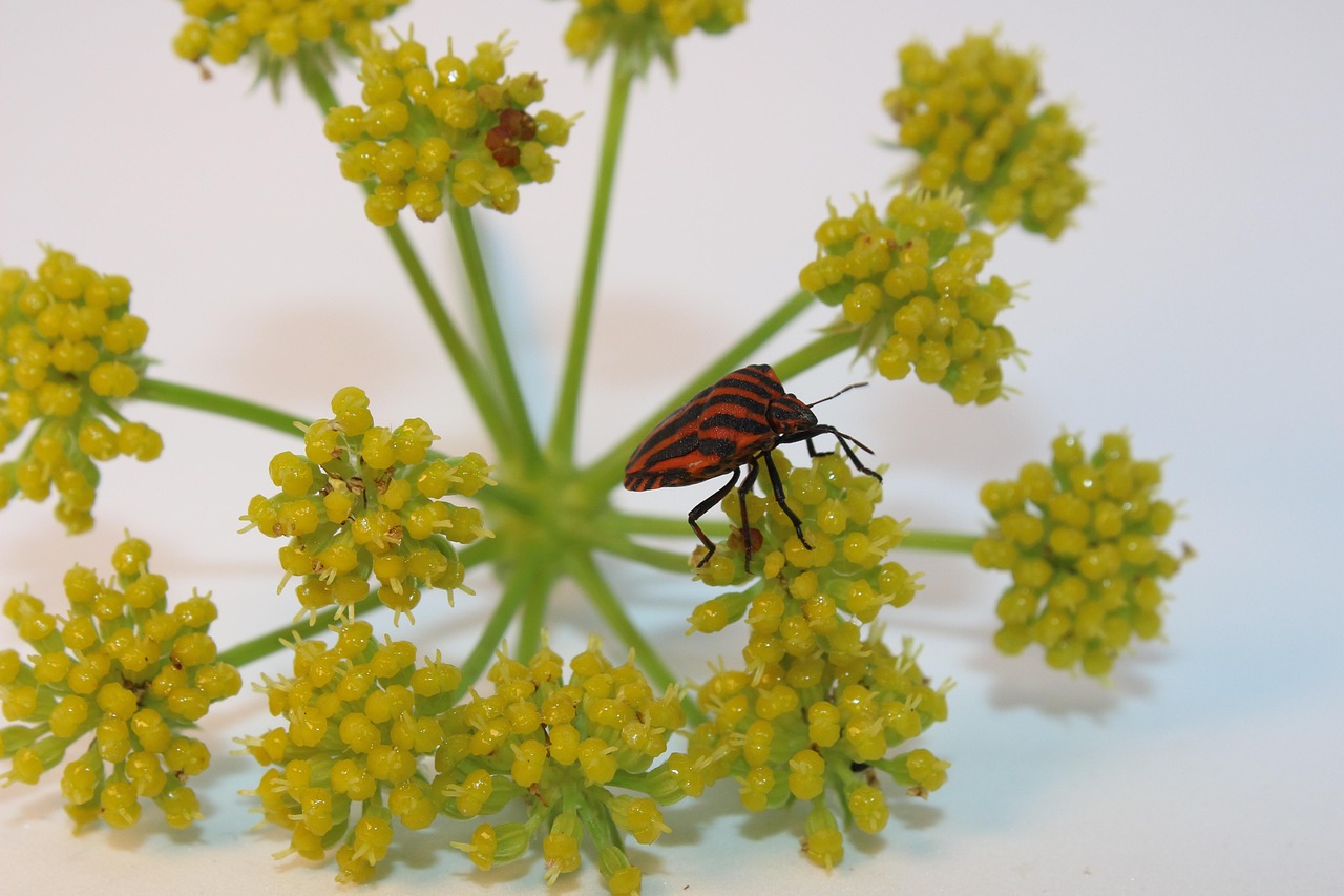 streifenwanze, wanze, käfer, insekt, gestreift, natur, insektenfoto, nahaufnahme, wanzen, insekten, tier, garten, wald, blatt, pflanze
