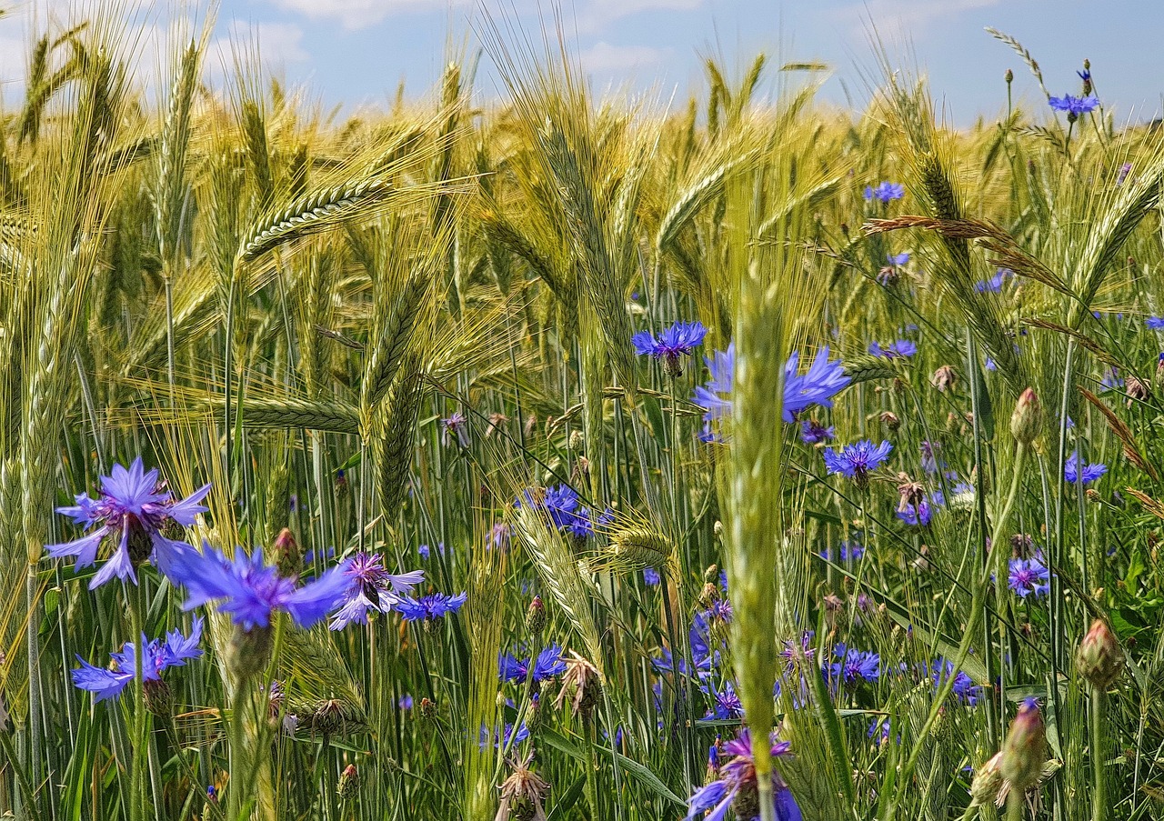 kornblumen, natur, wiese, wildblumen, sommer
