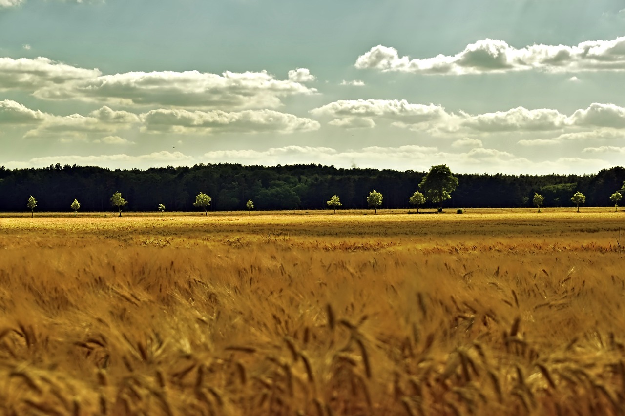 grain field, barley, barley field, cornfield, field, agriculture, landscape, nature, summer, harvest time