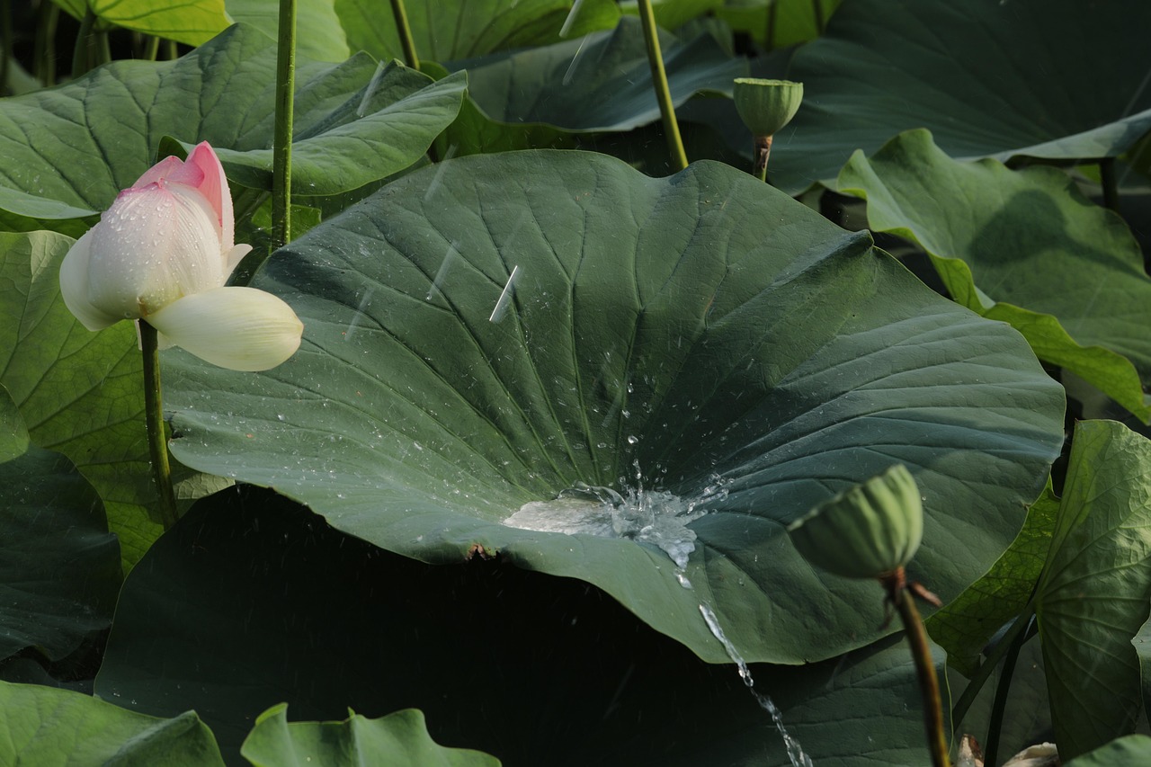 lotus, karmiininpunainen, luonto, leija, lajien kasvit, noro, ei, putoava vesi, sadepisara