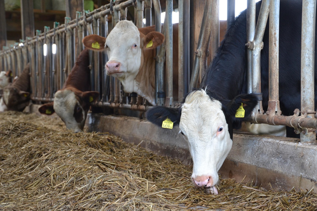 vaci, vitele simmental, vită, agricultură, animal de ferma, rumegătoare, pui, carne de vită, cap, vaca holstein, curtea fermei, alb negru, maro si alb, hambar, țarc, rasă, rasa de vite