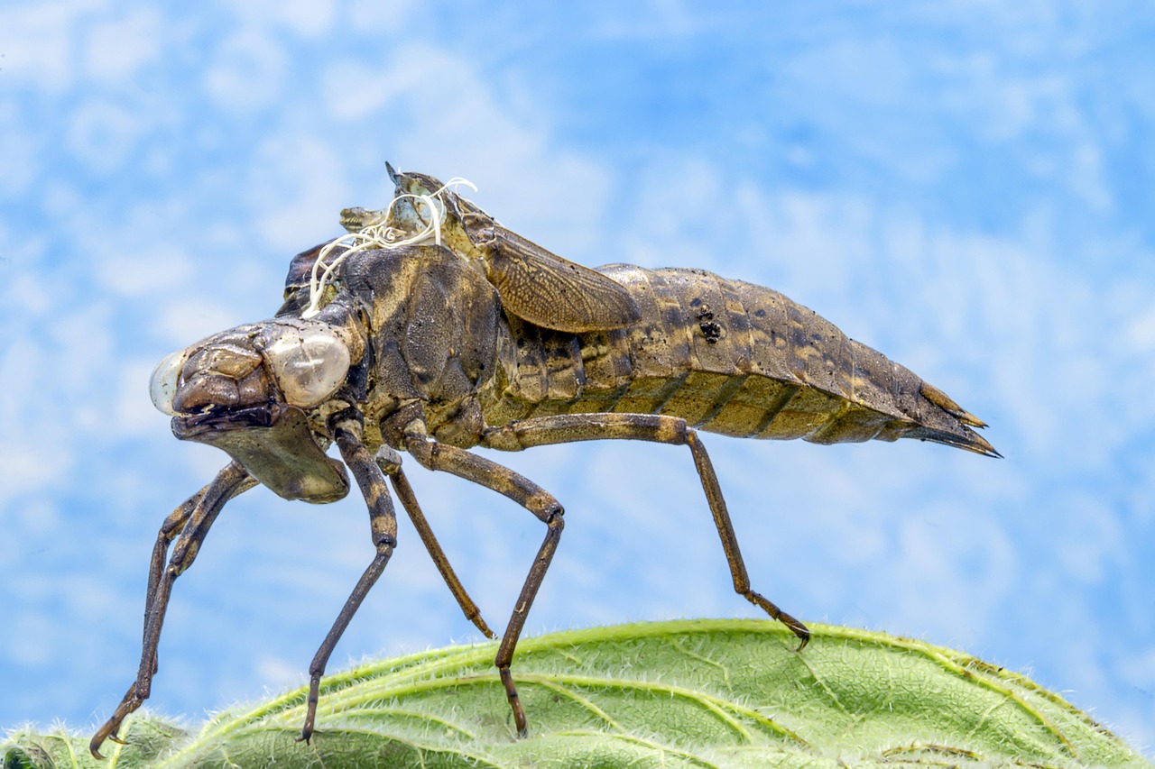 dragonfly, larva, empty, case, emperor, emerged, perched, sitting, leaf, eyes, wings, legs, insect, nature, summer, wild, fauna, river, blue eye, blue river, blue leaf, blue emergency, blue leaves