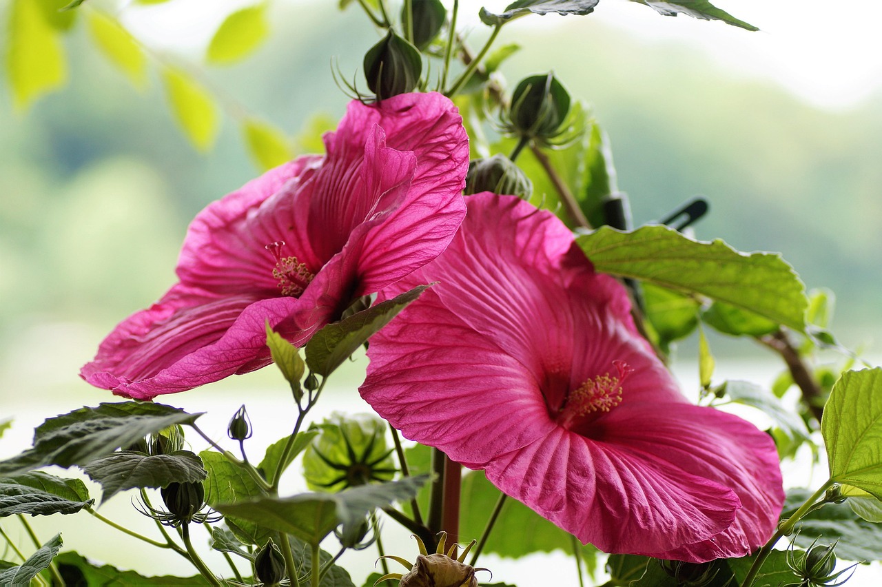 hibiscus, bloem behang, natuur, modderig, groot, bloemen, mooie bloemen, bloeien, bloem achtergrond, roze, planten, tuinen, reusachtig