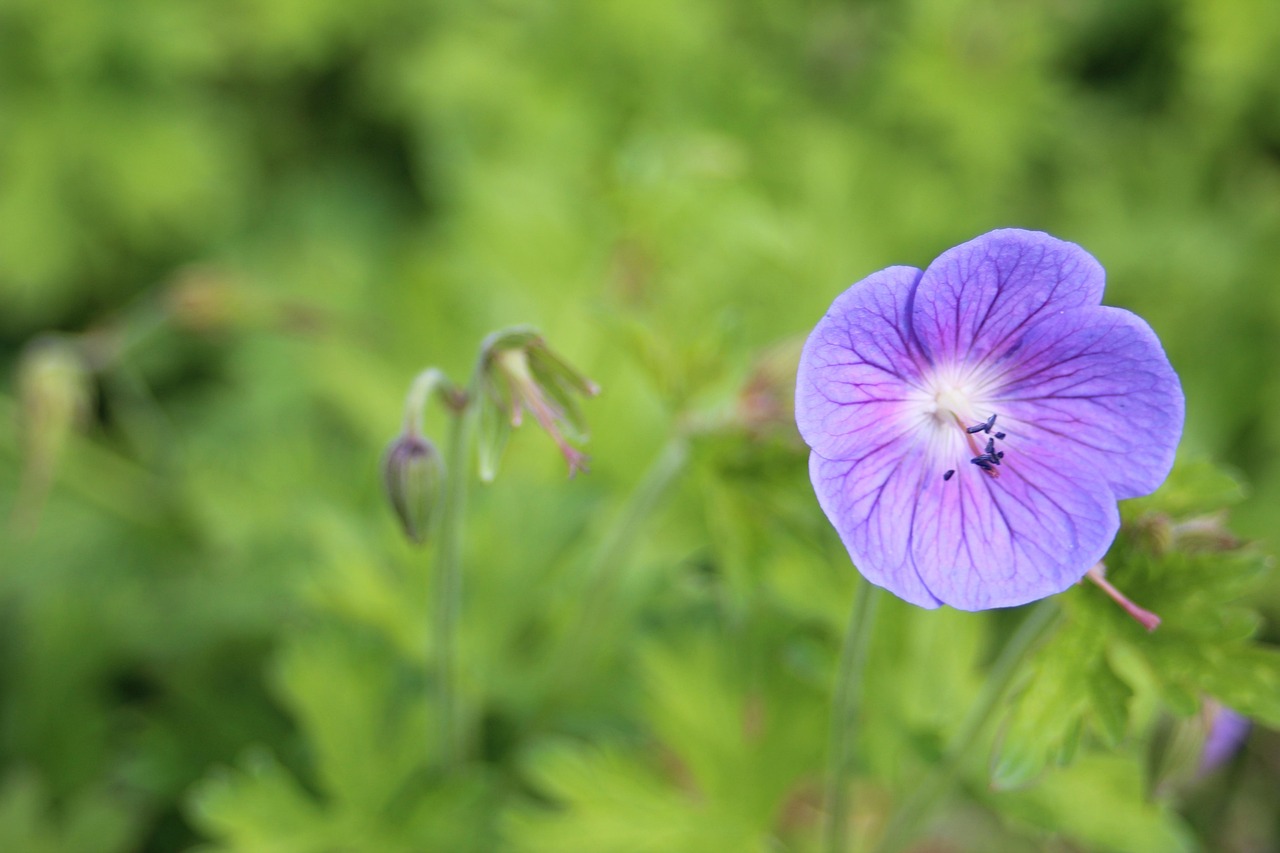 flower, hamburg, nature, summer, beautiful flowers, purple, white, flower background, close up, plant, bloom, garden, flower wallpaper, planned, blomen