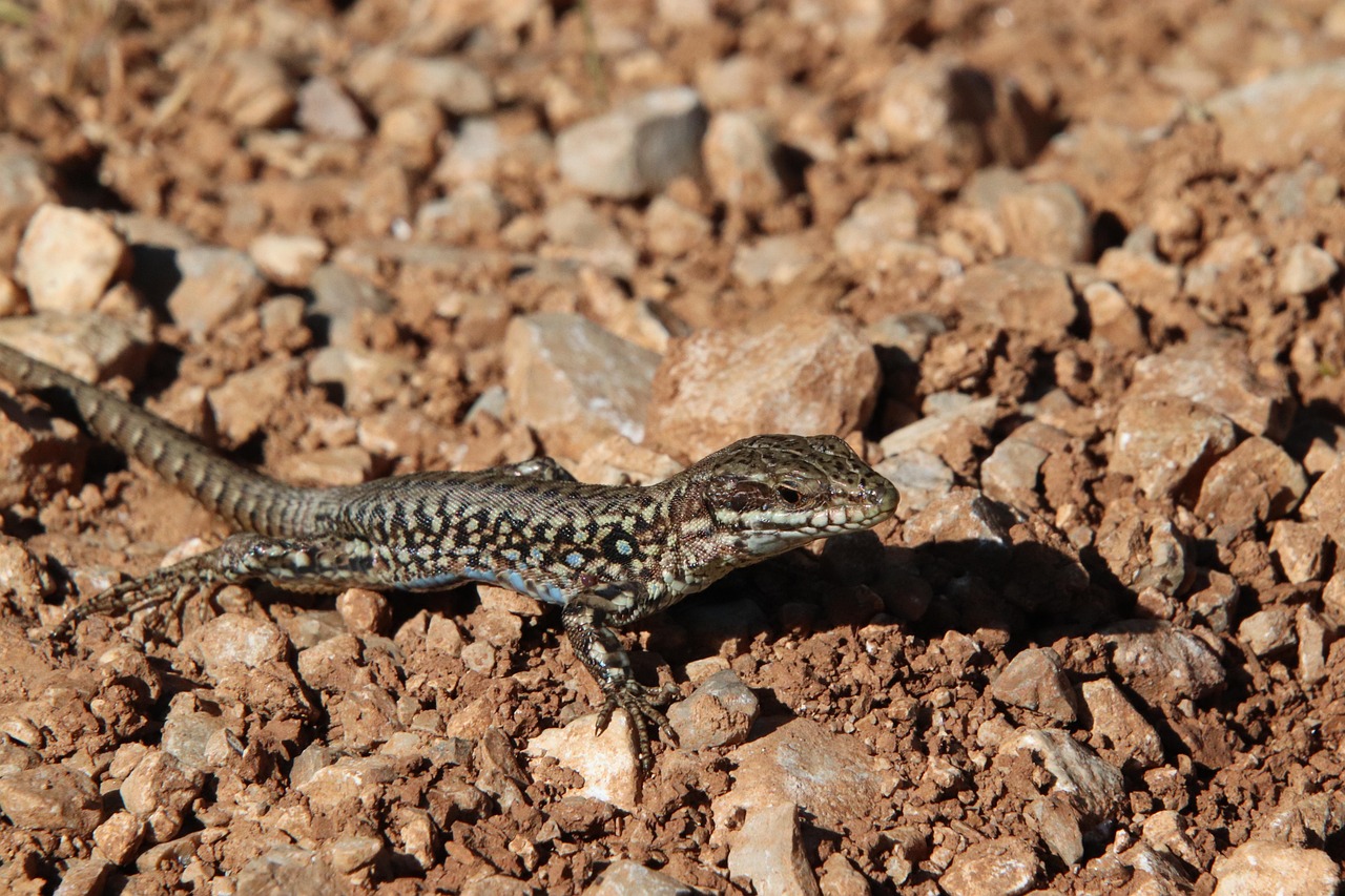 lizard, wall lizard, reptiles, familiar, rockery, nature, cold-blooded animals, scales, garden, summer, pierre