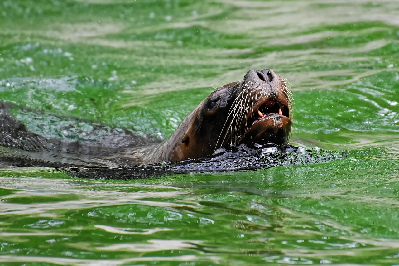 foca, león marino, agua, criaturas marinas, animal, naturaleza, mamífero, zoo, lago, criatura, fauna silvestre, vida acuática, vida marina, focas, tierpark hellabrunn
