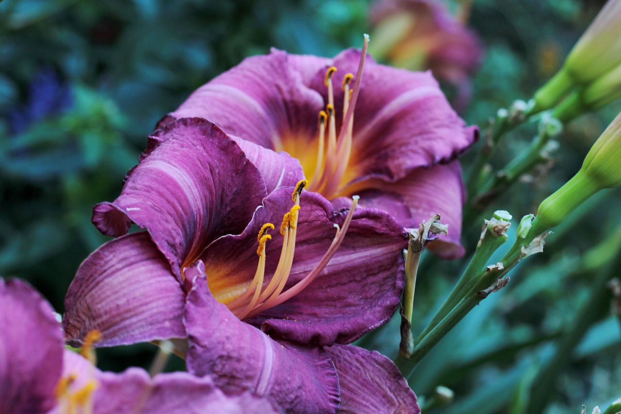 hemerocallis, daylily, garden, nature, daylilly, stamens, summer, purple, pollen