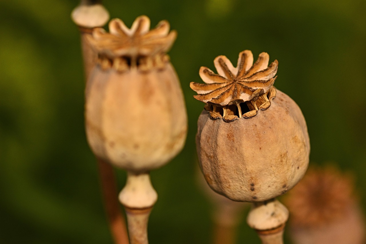 mohnkapseln, trocken, mohnsamen, natur, pflanzen, sommer, mohnkapseln, mohnkapseln, mohnkapseln, mohnkapseln, mohnkapseln, mohnsamen, mohnsamen