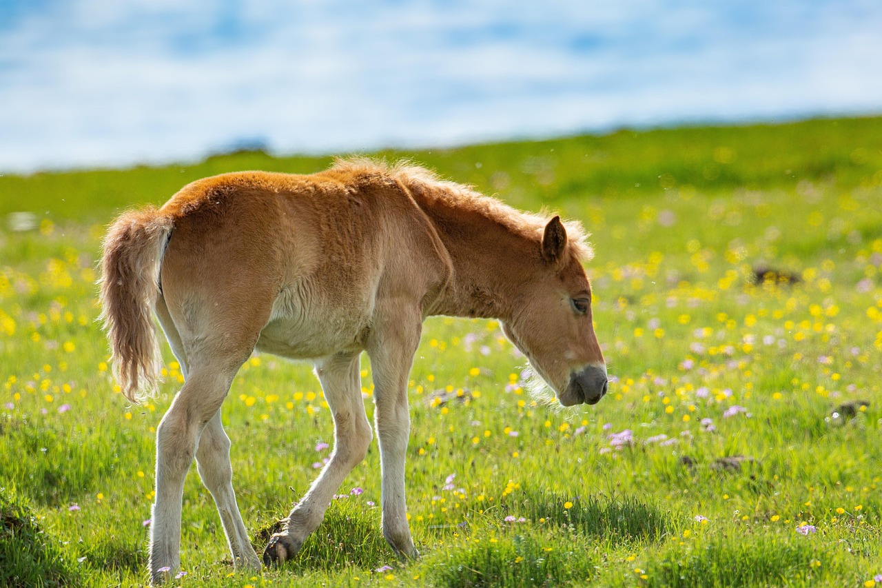 animale, cavallo, mammifero, natura, specie, fauna, fauna selvatica, equino, pascolare, campo