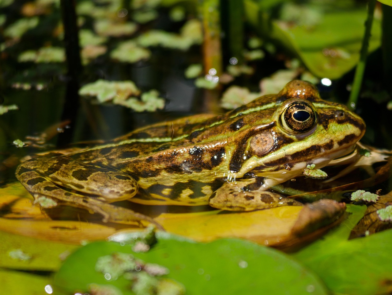 wildlife, frog, pond dwellers, amphibian, garden pond, tree frog, pond frog