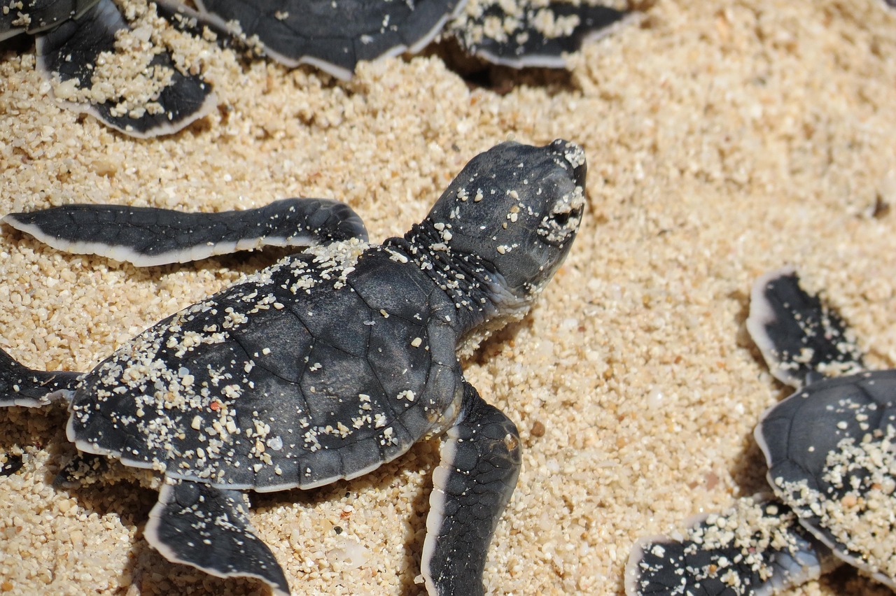 babys, schildkröten, sand, schildkröte, baby, natur, reptil, ocean, strand, wild, kreatur, tierwelt, langsam, das wasser, meer, süß, bedrohte arten, reisen, young, mutter, schildkröten, schildkröten, schildkröten, schildkröten, schildkröten