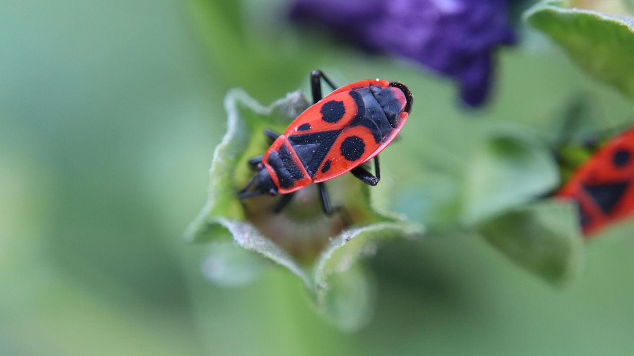 feuerwanze, macro, natur, insekt, käfer, wanze, krabbeln, pflanze, feuerwanze, feuerwanze, feuerwanze, feuerwanze, feuerwanze