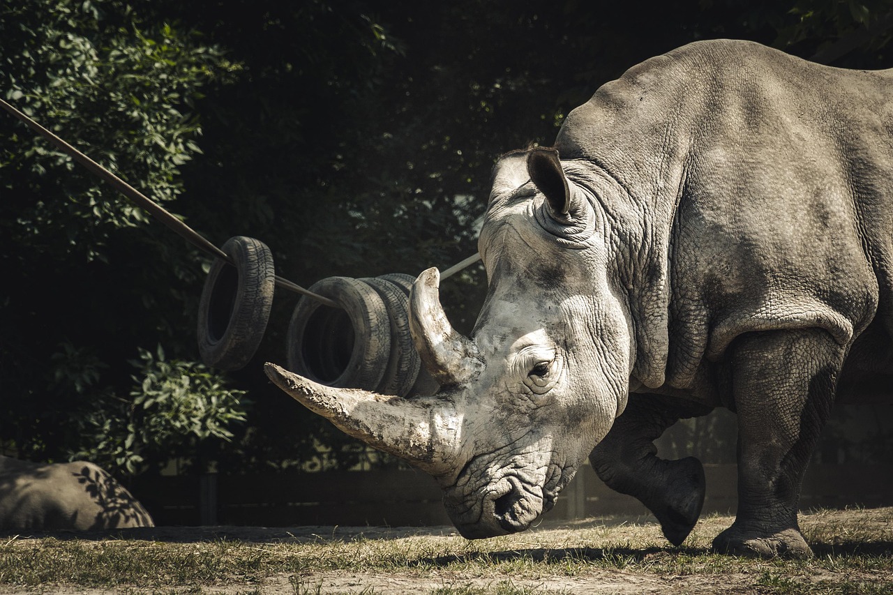 animal, rhinoceros, mammal, horn, zoo, rhino, nature, species, fauna, rhinoceros, rhinoceros, rhino, rhino, rhino, rhino, rhino