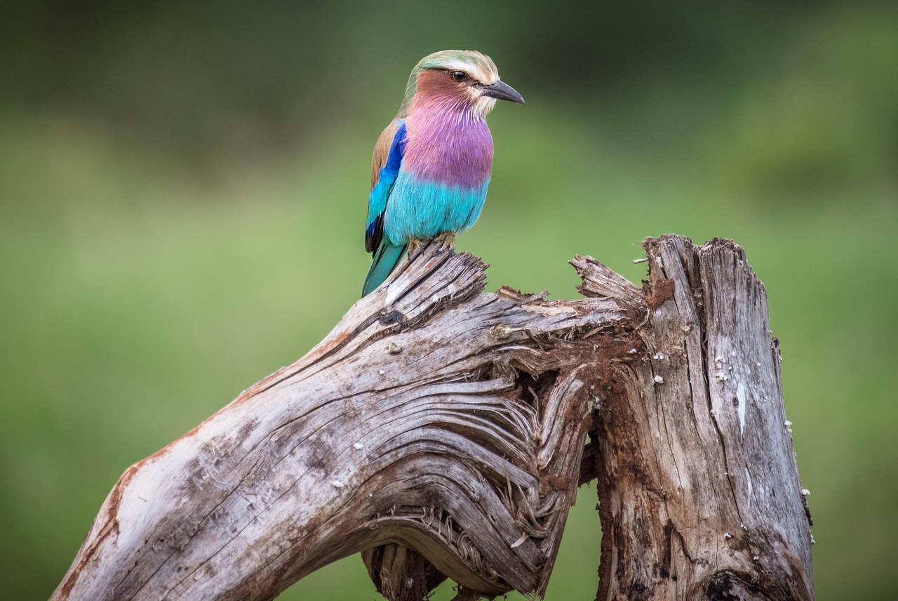 afrique, oiseau, la nature, faune, animal, kenya, safari, le bec, sauvage, plumage, plumes, portrait d'animaux, parc national, exotique, créature, multicolore