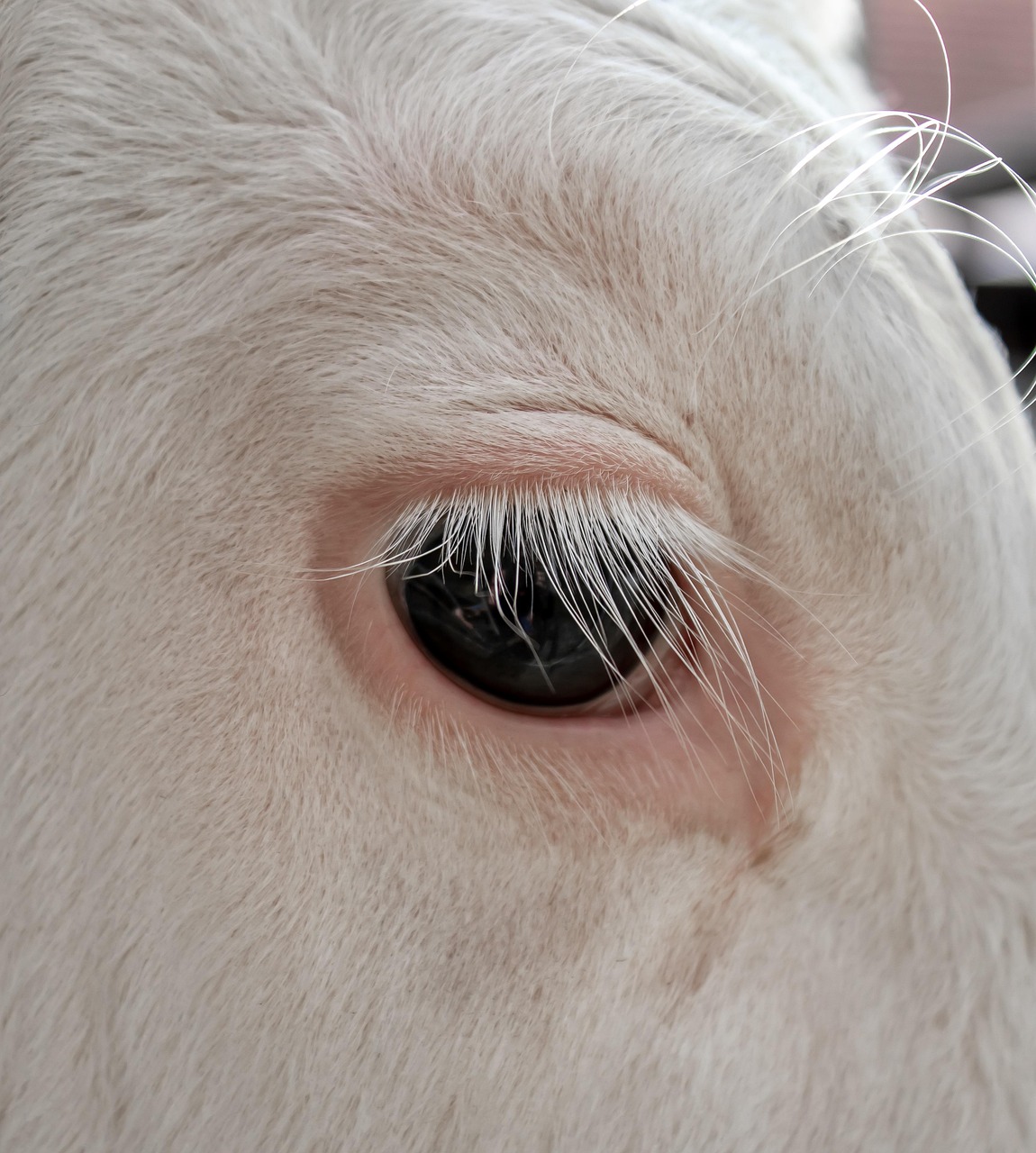 ochi, gene, vițel, vacă, pui, aproape, alb, natură, curtea fermei, animal de ferma, vedere
