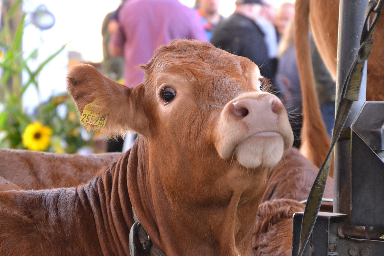 animal, pui, vacă, vită, mamifer, animal de ferma, agricultură, curtea fermei, natura, bovine, expoziție de animale, târg industrial, maro, curios