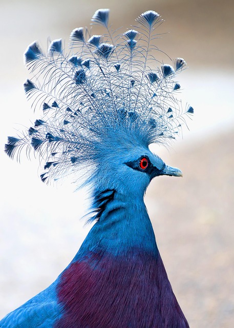 Victoria crowned pigeon bird animal plumage feather crest bill beak wild safari animal world nature portrait